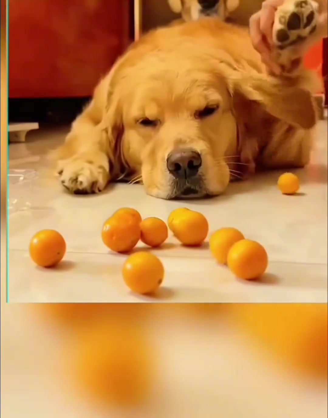 委屈狗子搞笑表情,逗乐众人欢乐时刻