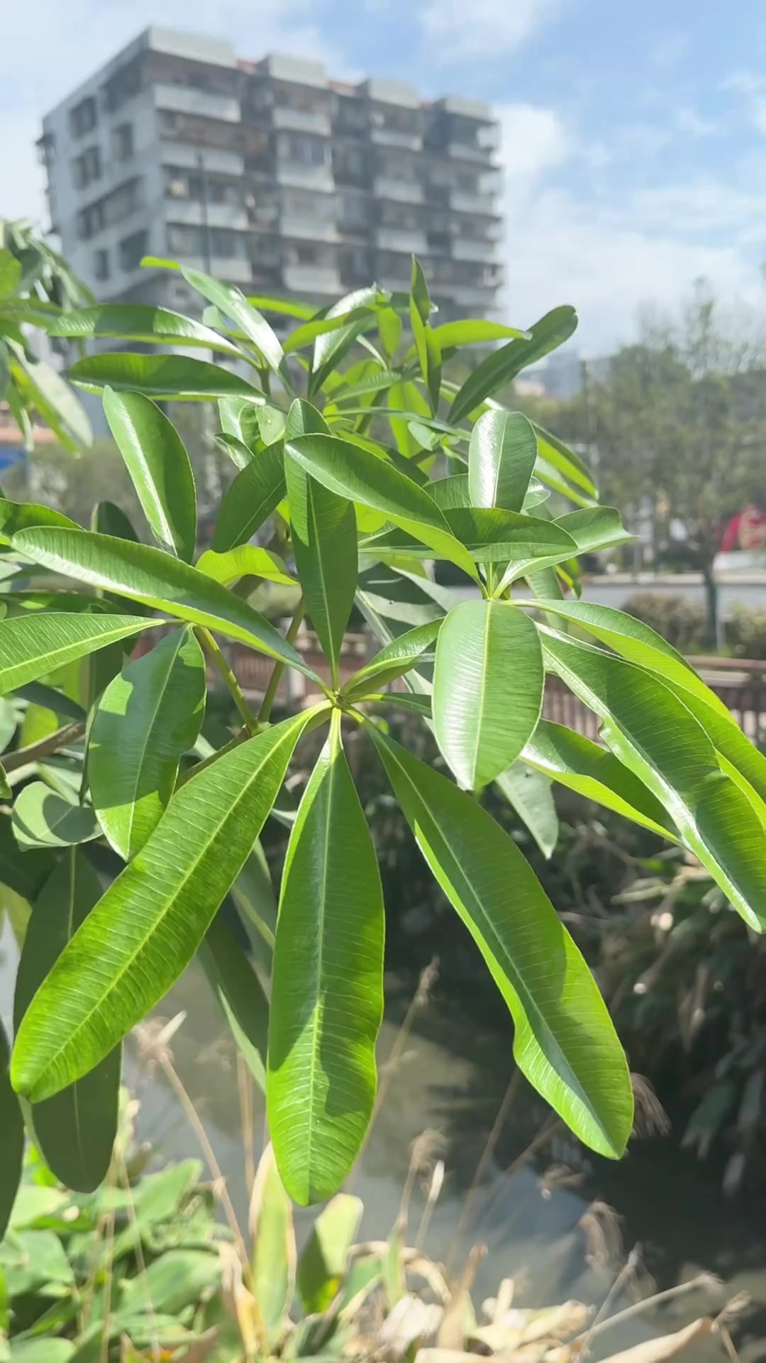 糖胶树的乳汁可以制作口香糖,果子像面条,又叫面条树,木材以前被用来