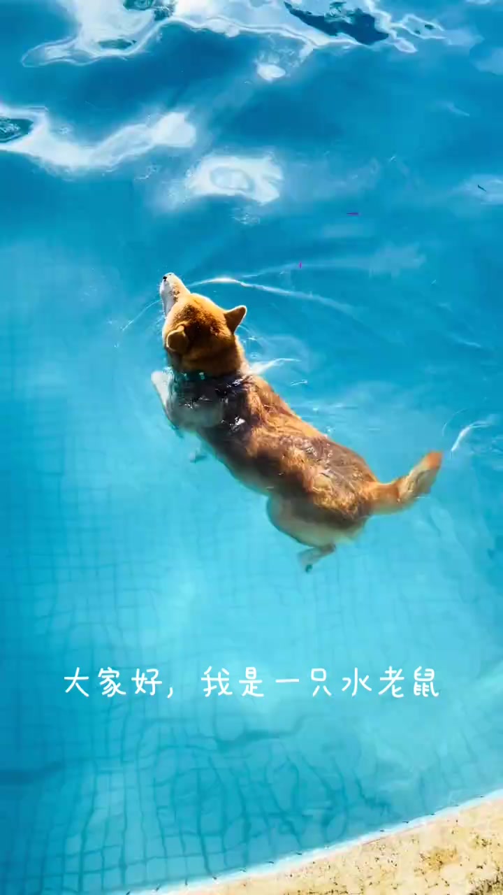 我发现水老鼠!
