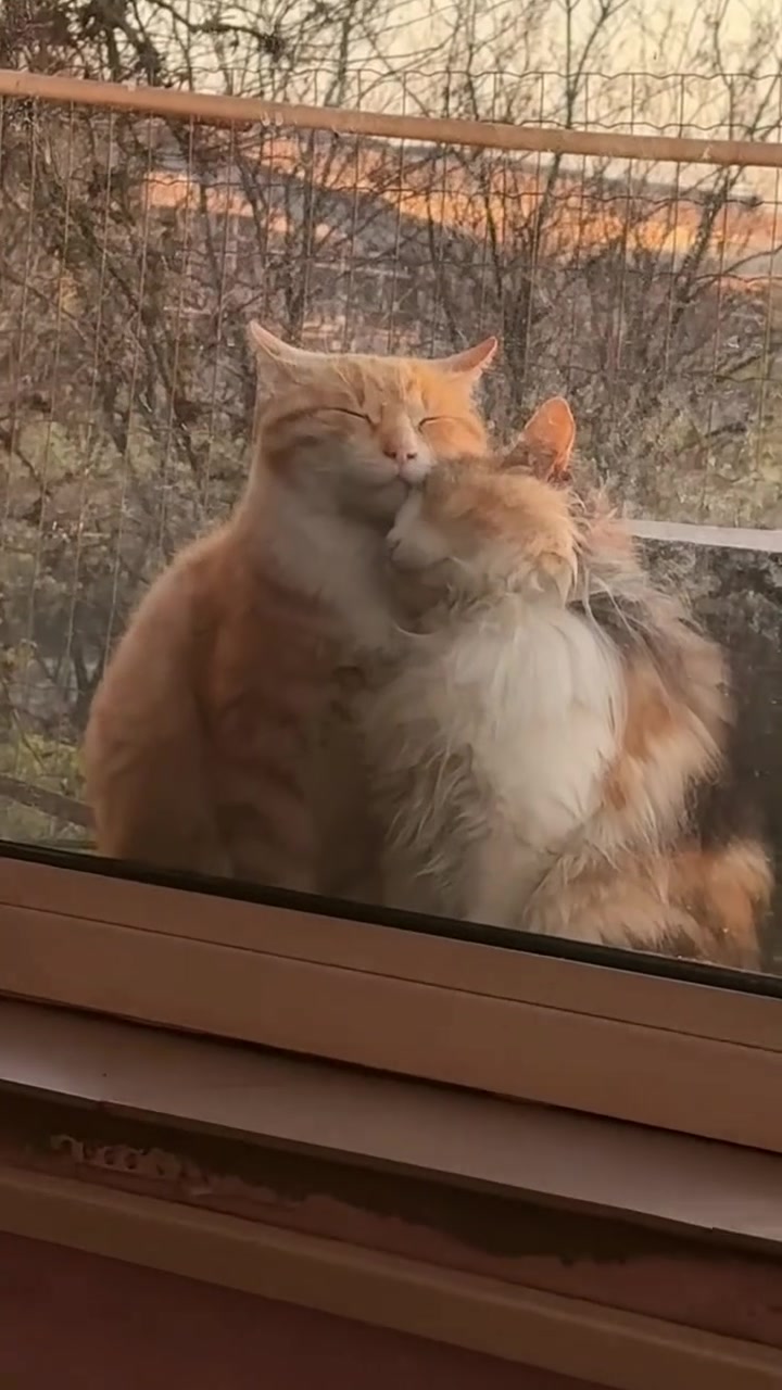 抱在一起的猫猫