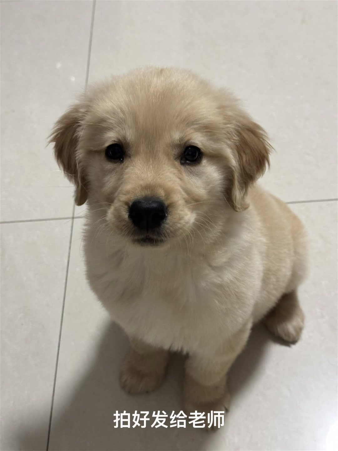 金毛漂漂,可爱的宠物宝宝