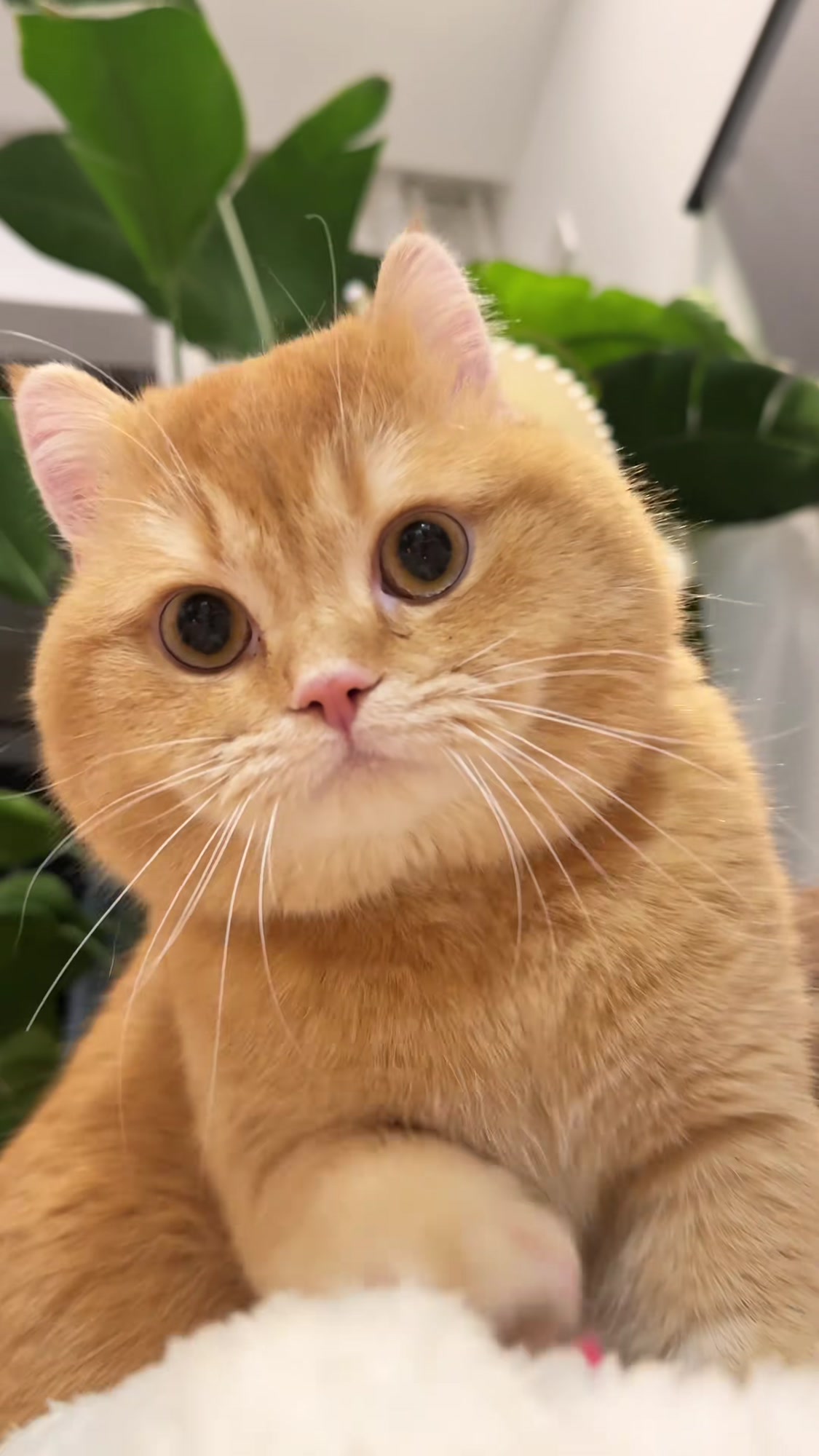 可爱小猫咪,没有烦恼的日常,谁能拒绝憨憨模样