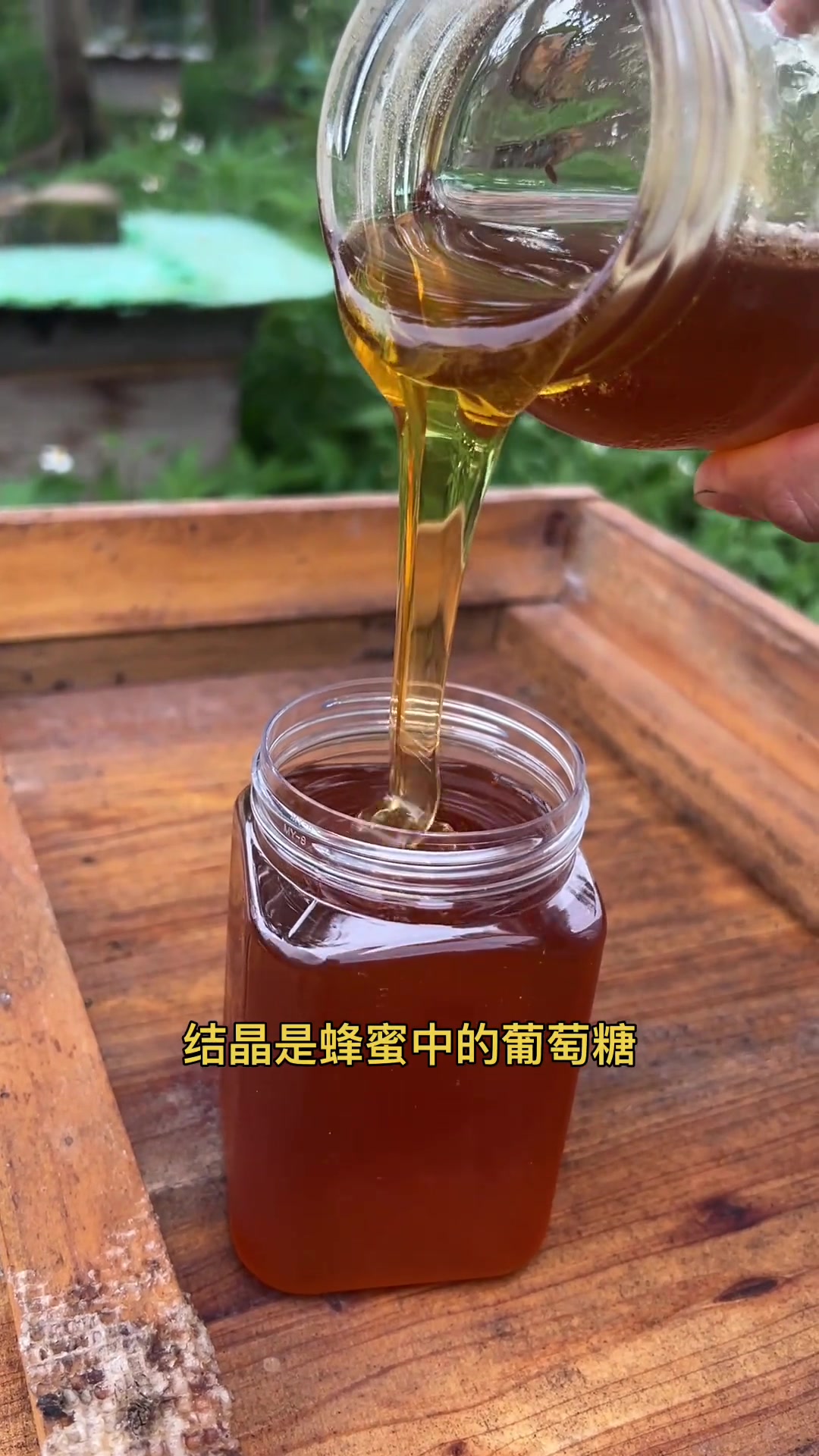 假蜂蜜和真蜂蜜怎么区别图片视频(假蜂蜜和真蜂蜜怎么区别图片视频教程)