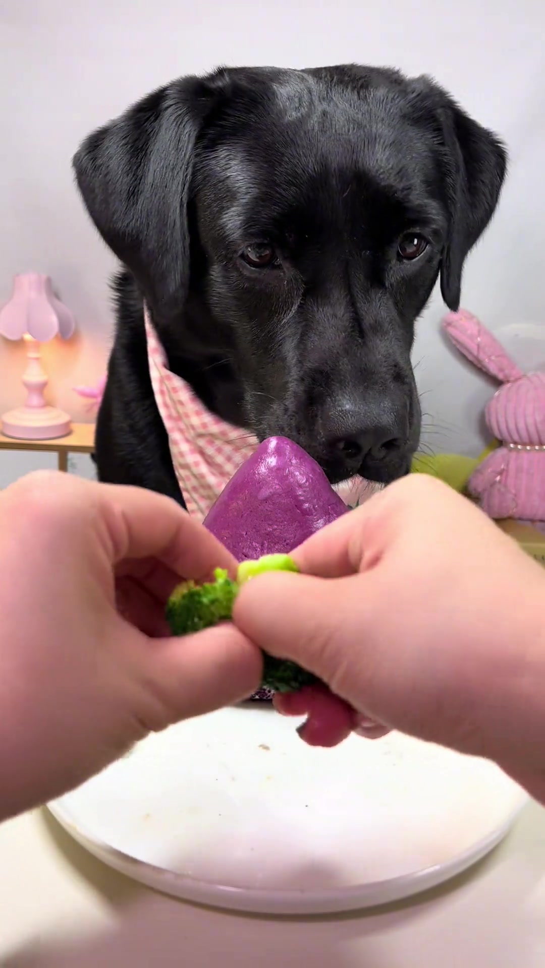 干饭狗的日常,萌宠进食记,拉布拉多