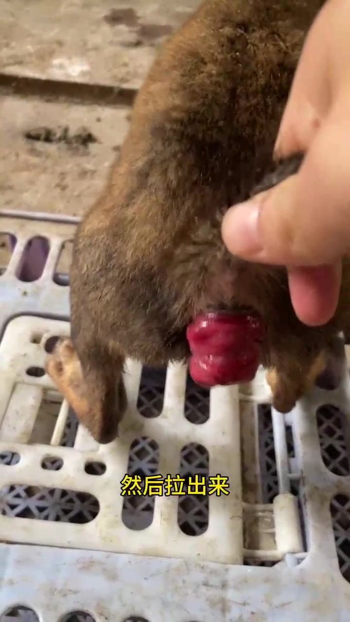 狗狗脱肛个人治疗方法,你们有更好的可以评论在下面交流哦