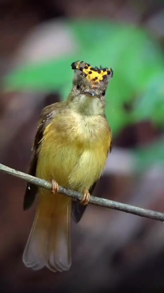 摄影师蹲守88天终于拍到"红冠鸟开屏"有幸看到,据说看到的人可以好运