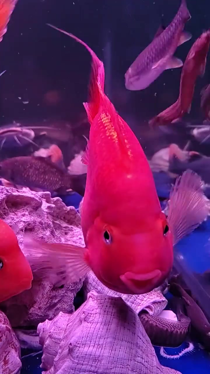 鹦鹉鱼 水族 观赏鱼