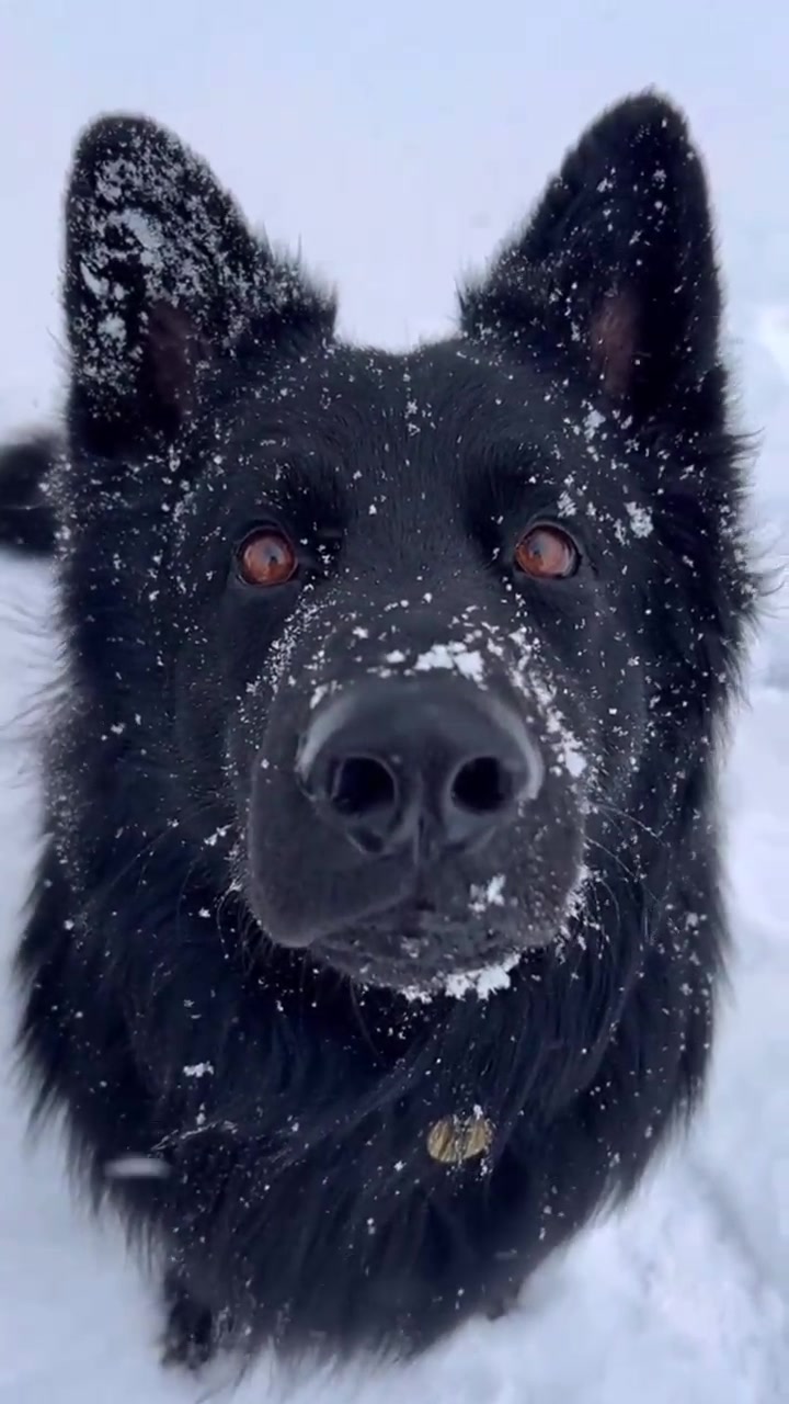 猛犬拍摄素材网站_猛犬图片名大全及图片大全