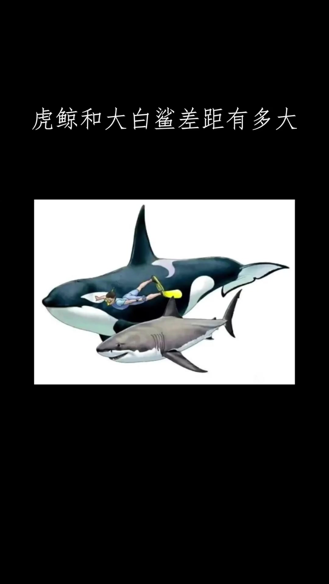 虎鲸和大白鲨差距有多大