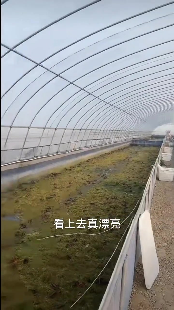 专业养龙虾技术(专业养龙虾技术有哪些)