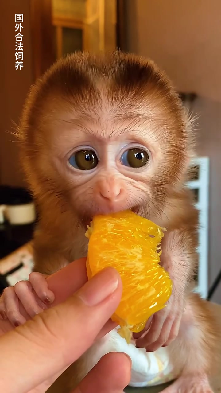 可爱的小猴子集锦 神奇动物 萌宠