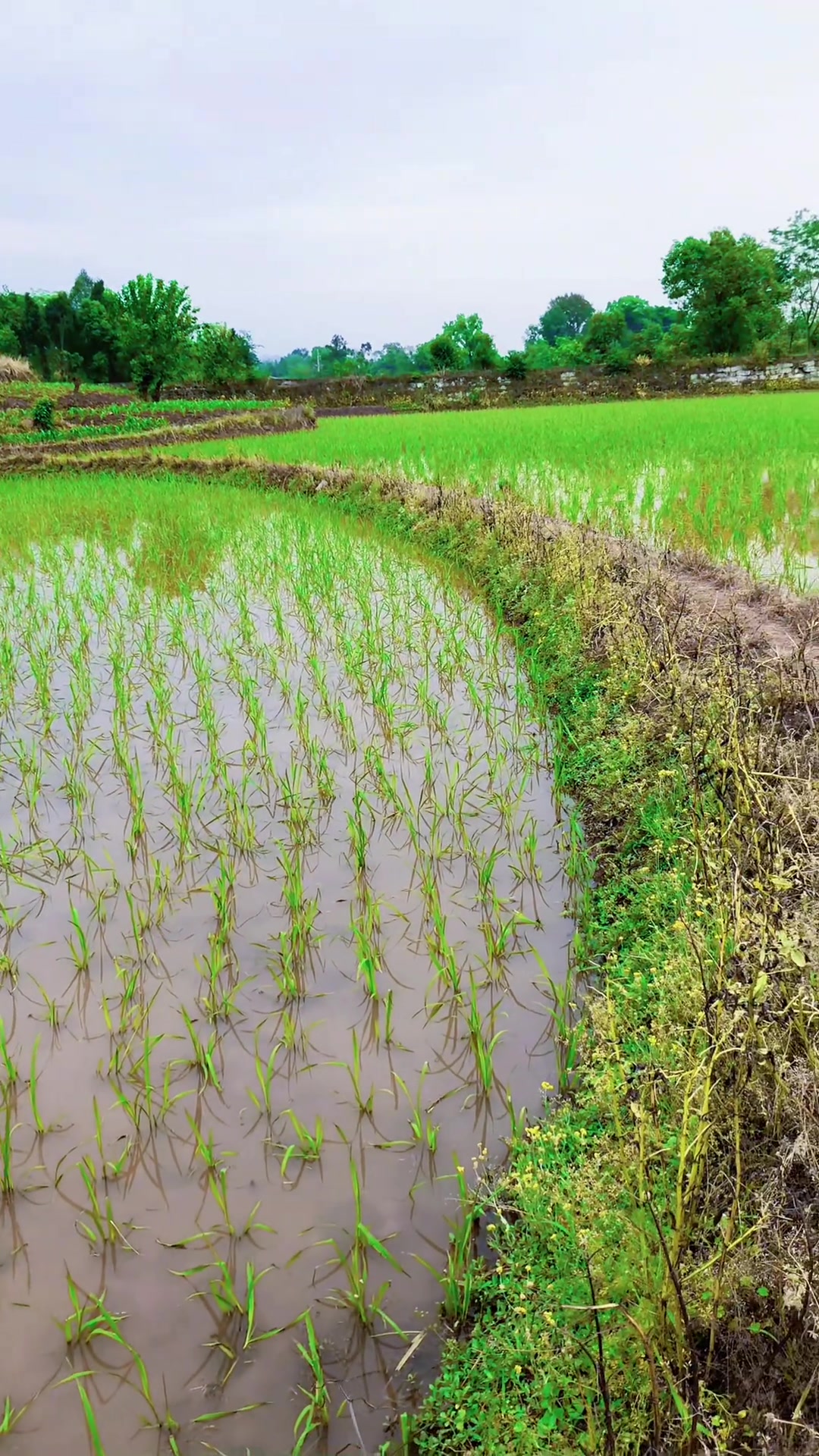 农忙插秧,我的乡村生活