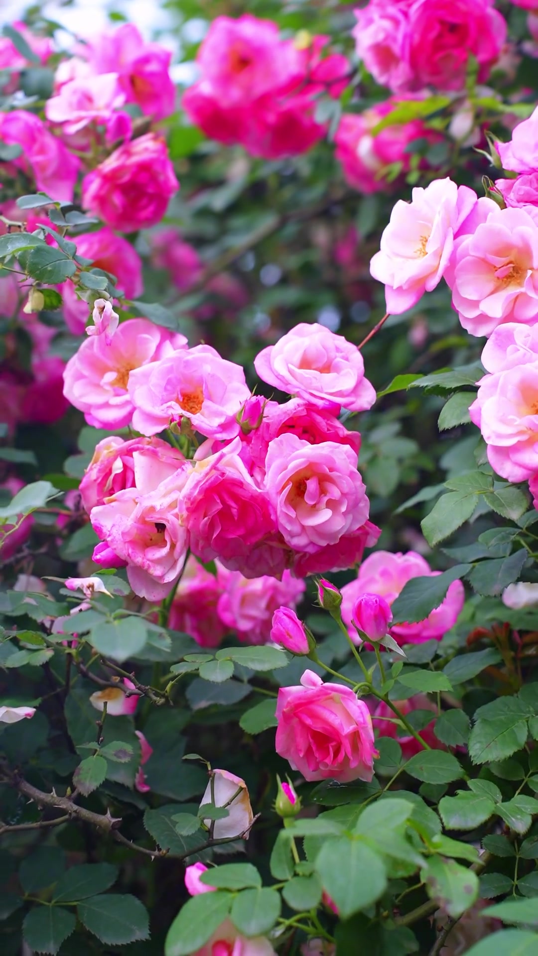 玫瑰花丛间,风轻轻拂过,带走了花香,却留下了无尽的思念与期盼