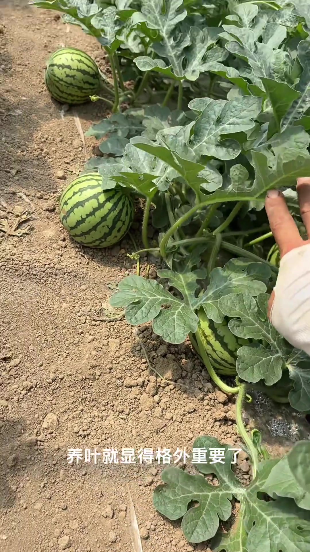 你们都会养叶吗,西瓜种植技术