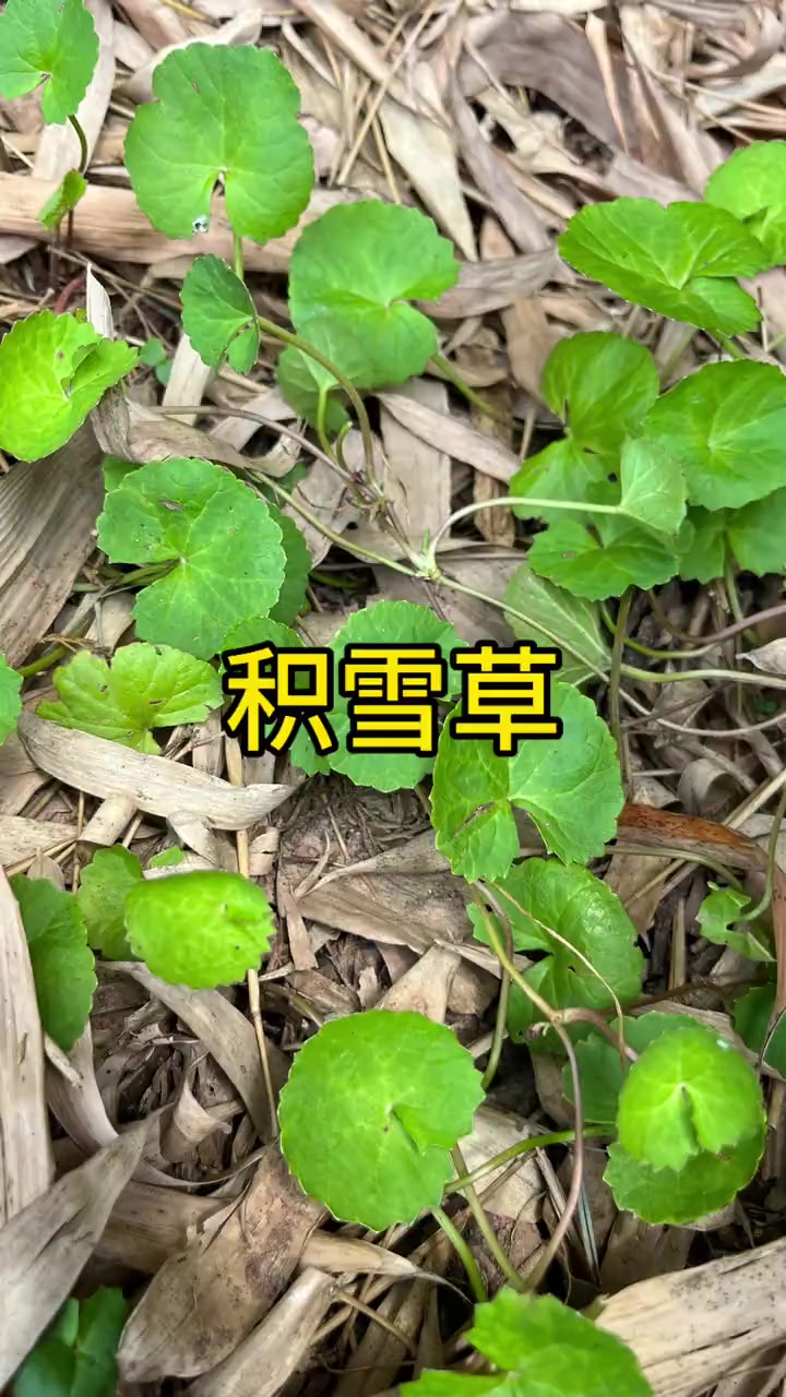 积雪草,又叫雷公根,崩大碗,做凉茶的好植物