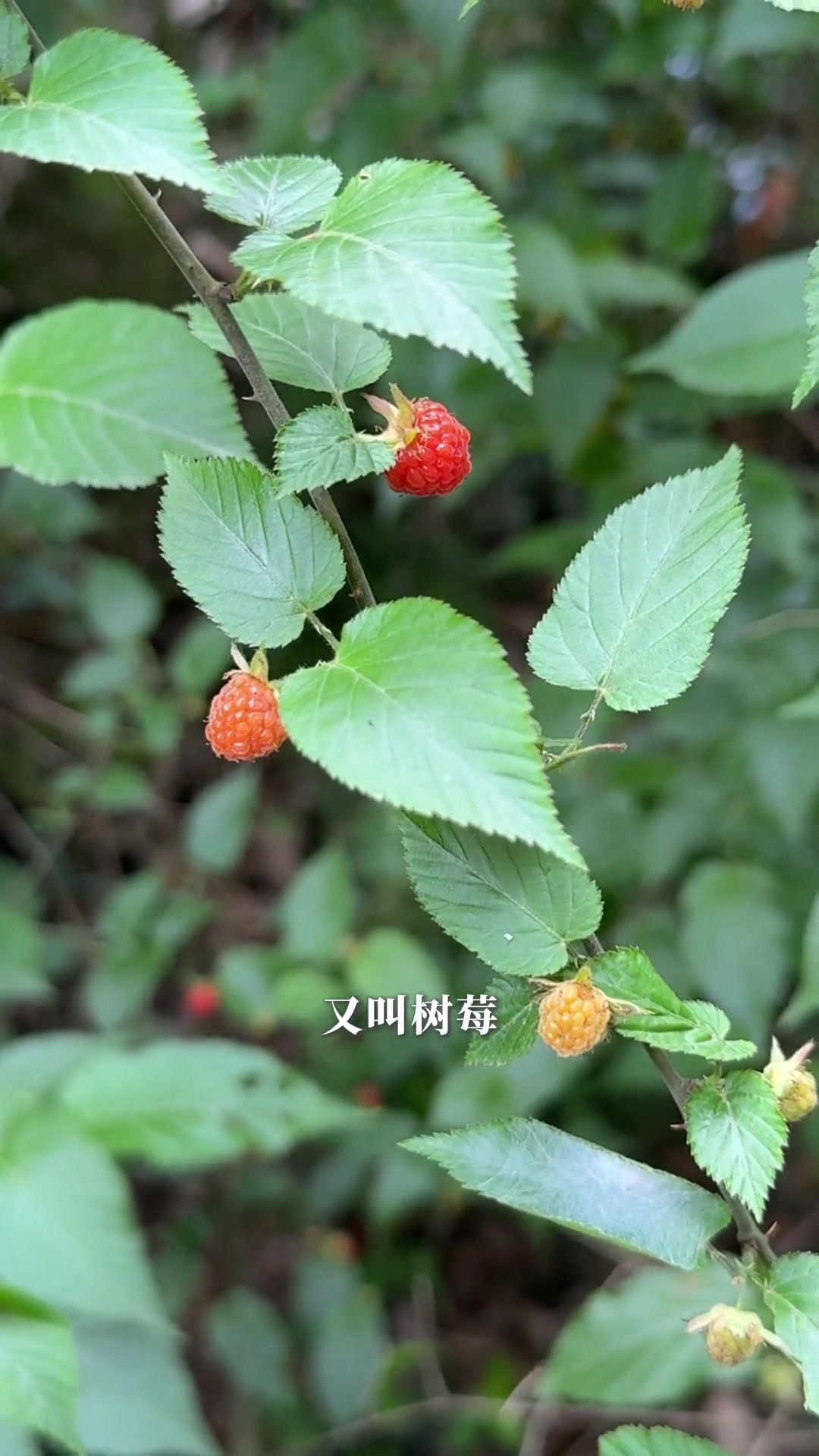 宁波东钱湖旁的山莓和蓬蘽都熟啦,摘的时候小心刺哦!