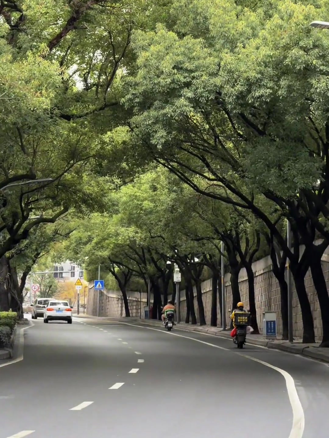 福州的初夏,绿意盎然的马路与榕树,充满浪漫气息的citywalk之城