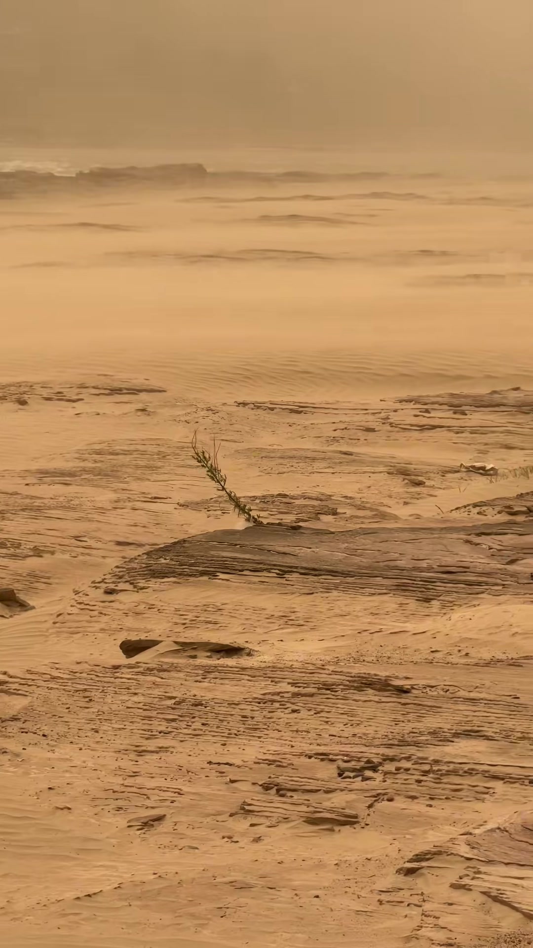 看这黄沙满天哈哈哈