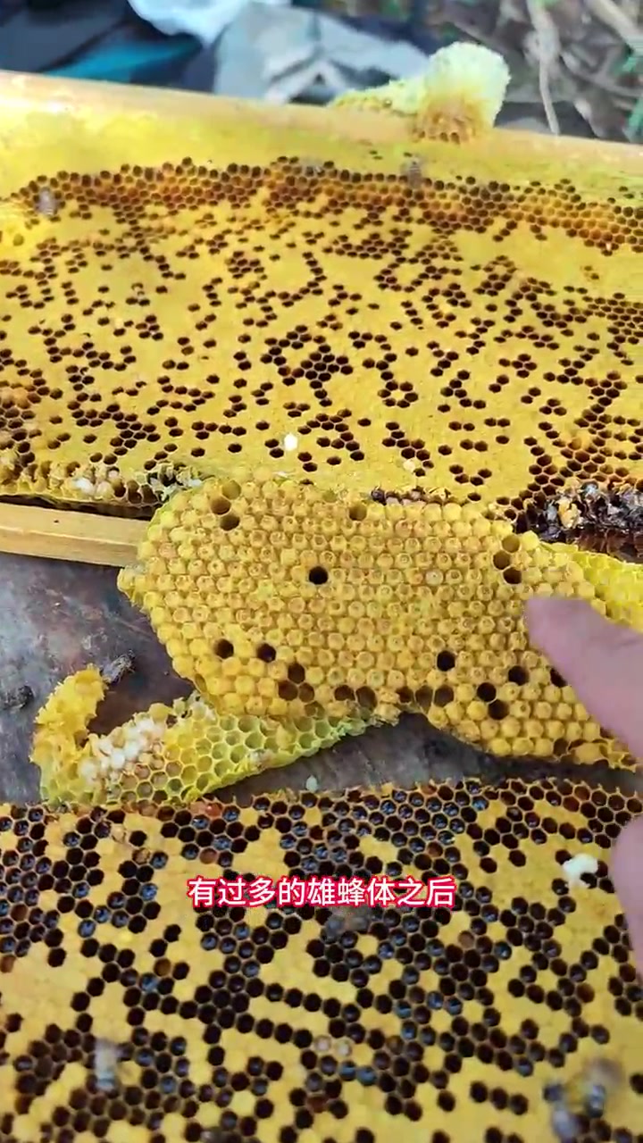 蜜蜂蜂脾结构,了解蜜蜂养好蜂