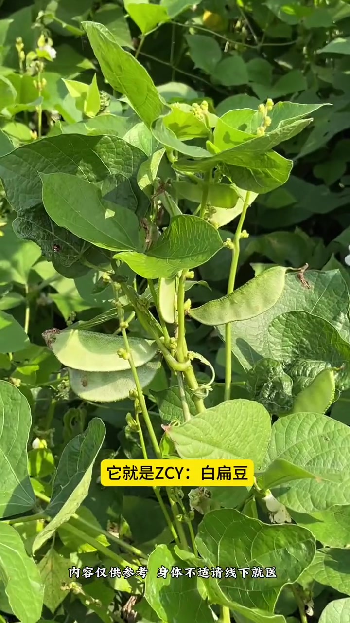 如果你在农村遇见它,一定要知道它竟然叫"白扁豆"别名也叫:蛾眉豆和茶
