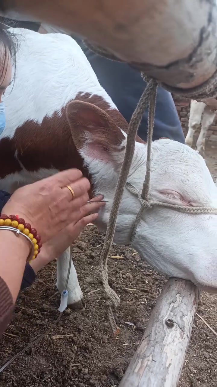 兽医 小牛犊 扎针