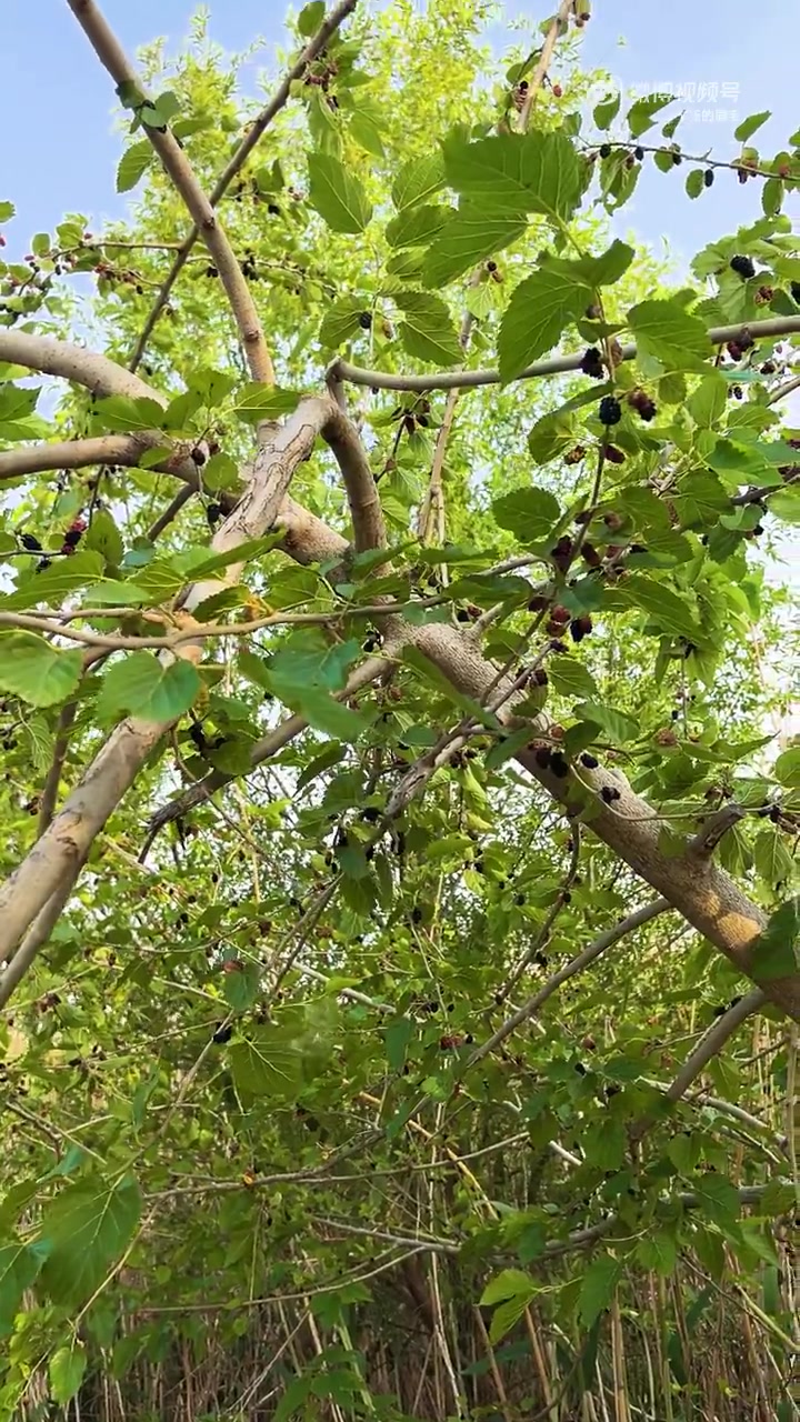 京江路两侧有不少桑树,一簇簇紫红的桑果挂满枝头,吸引不少市民采摘