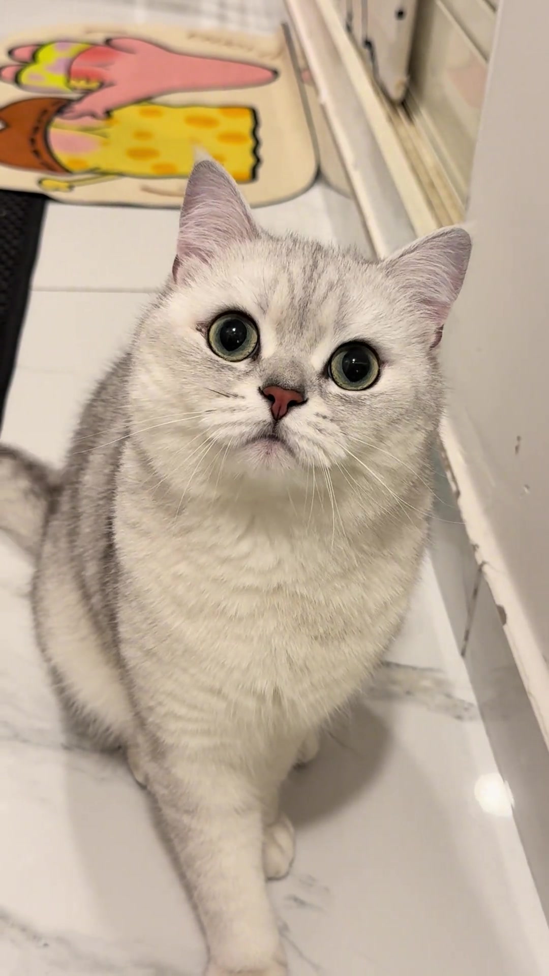 养了一只特别多话的银渐层,可爱又粘人的小猫咪