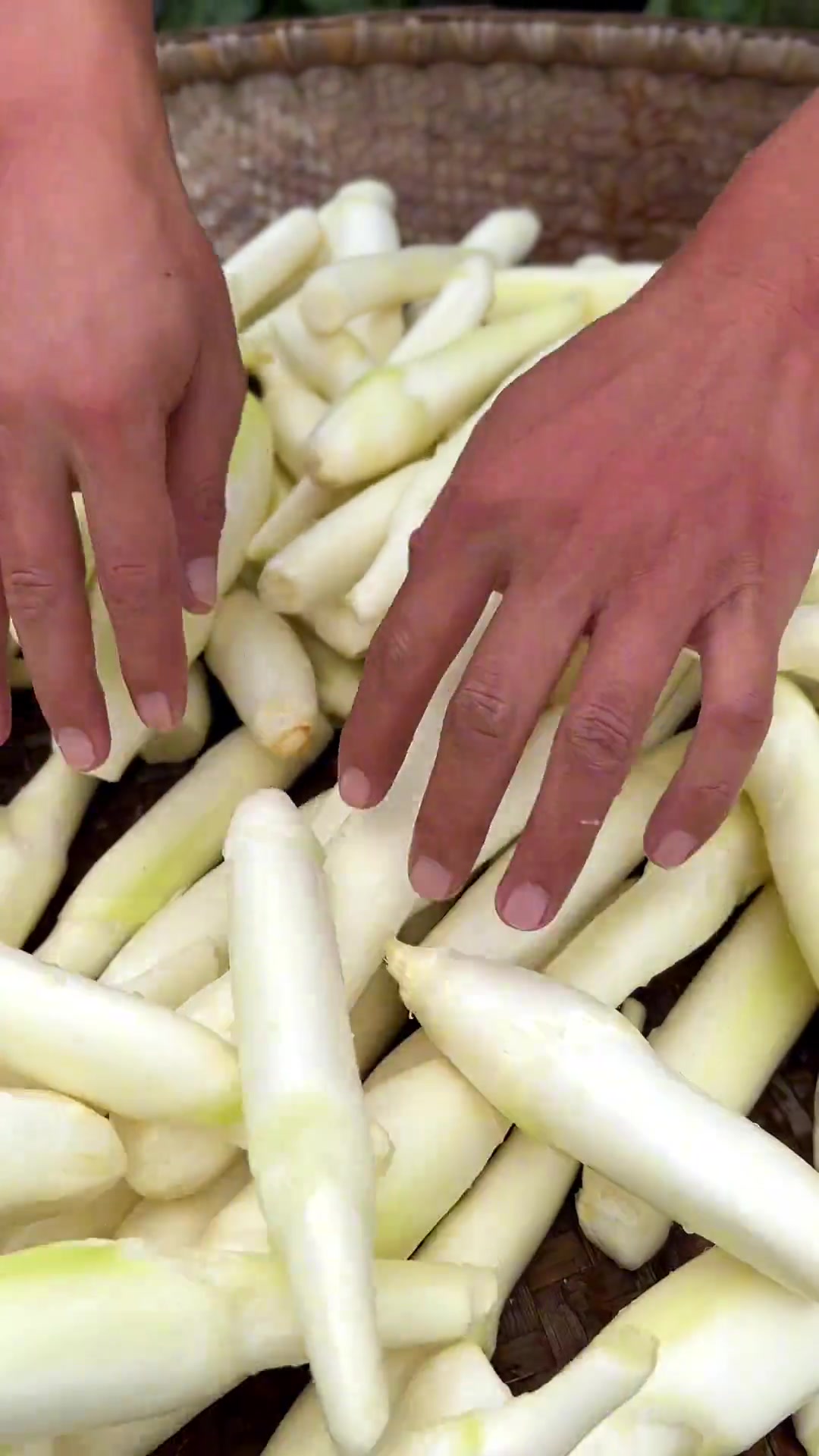 茭白大量上市季,我们这叫篙苞,多种吃法超美味!