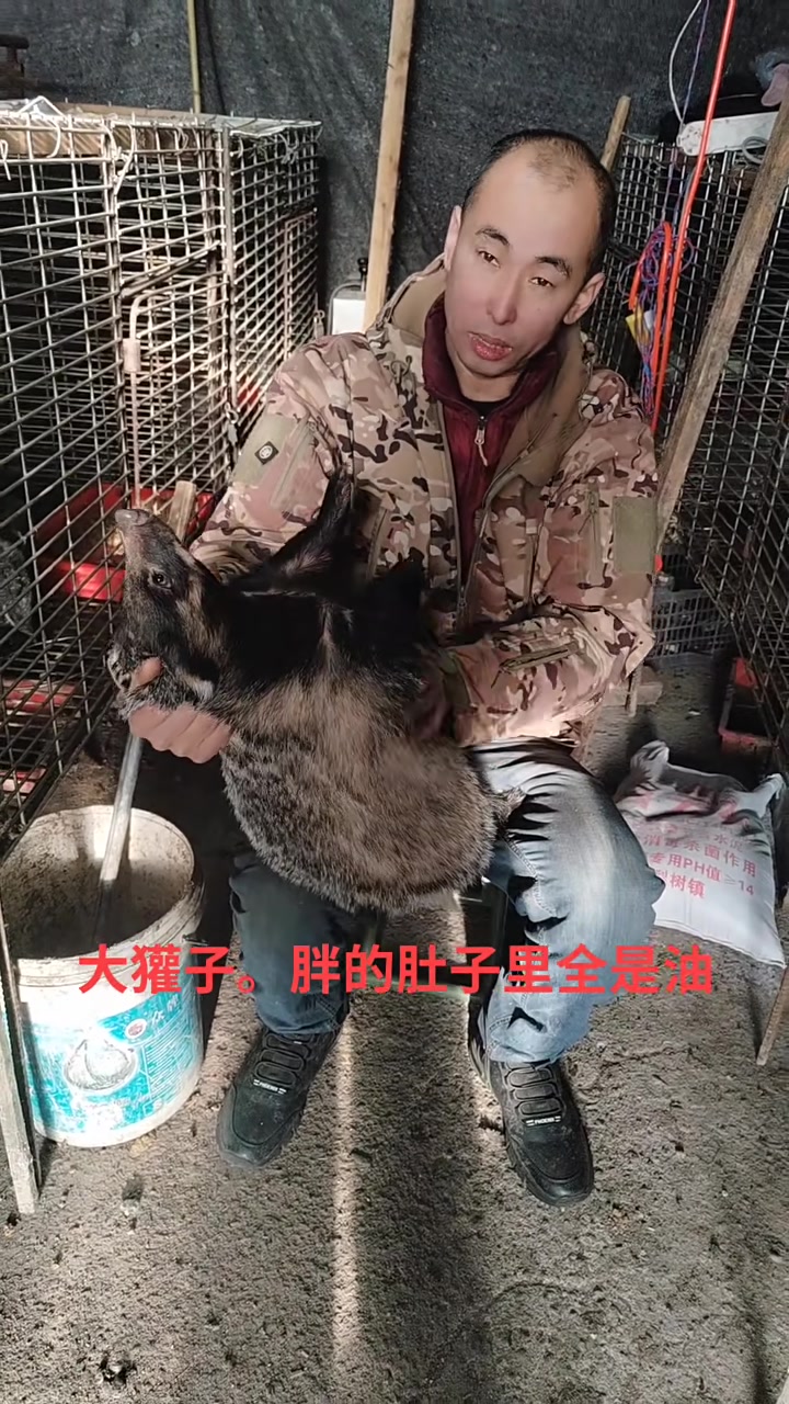 东北养殖大獾子,獾子油煎鸡蛋