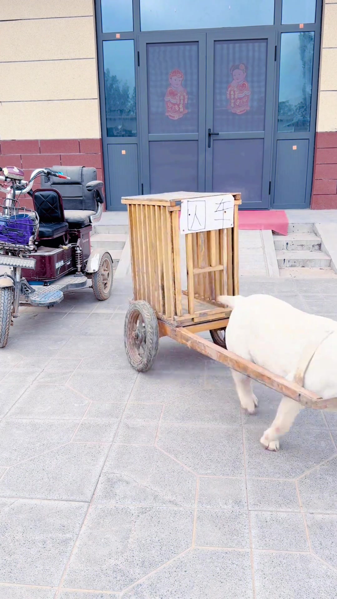 小狗拉车,狗狗是人类最忠诚的伙伴,可爱的宠物日常