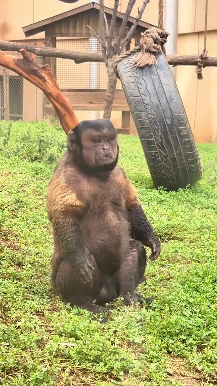 丑到极致也是一种帅,黑帽悬猴的独特魅力