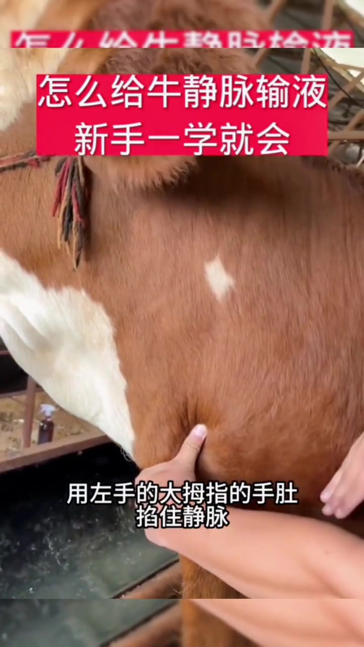 怎样给牛静脉输液,新手一学就会