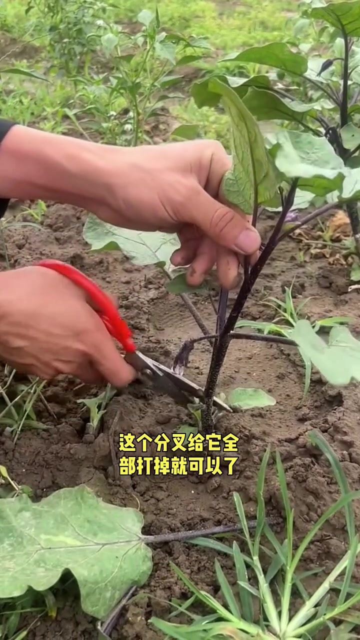 茄子打叉需要注意什么
