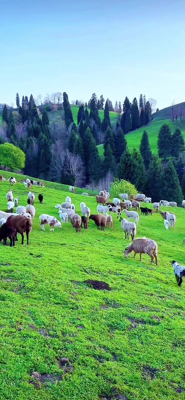 端午旅行,夕阳下的草原光线更加的柔和,羊儿也知道要回家了,不