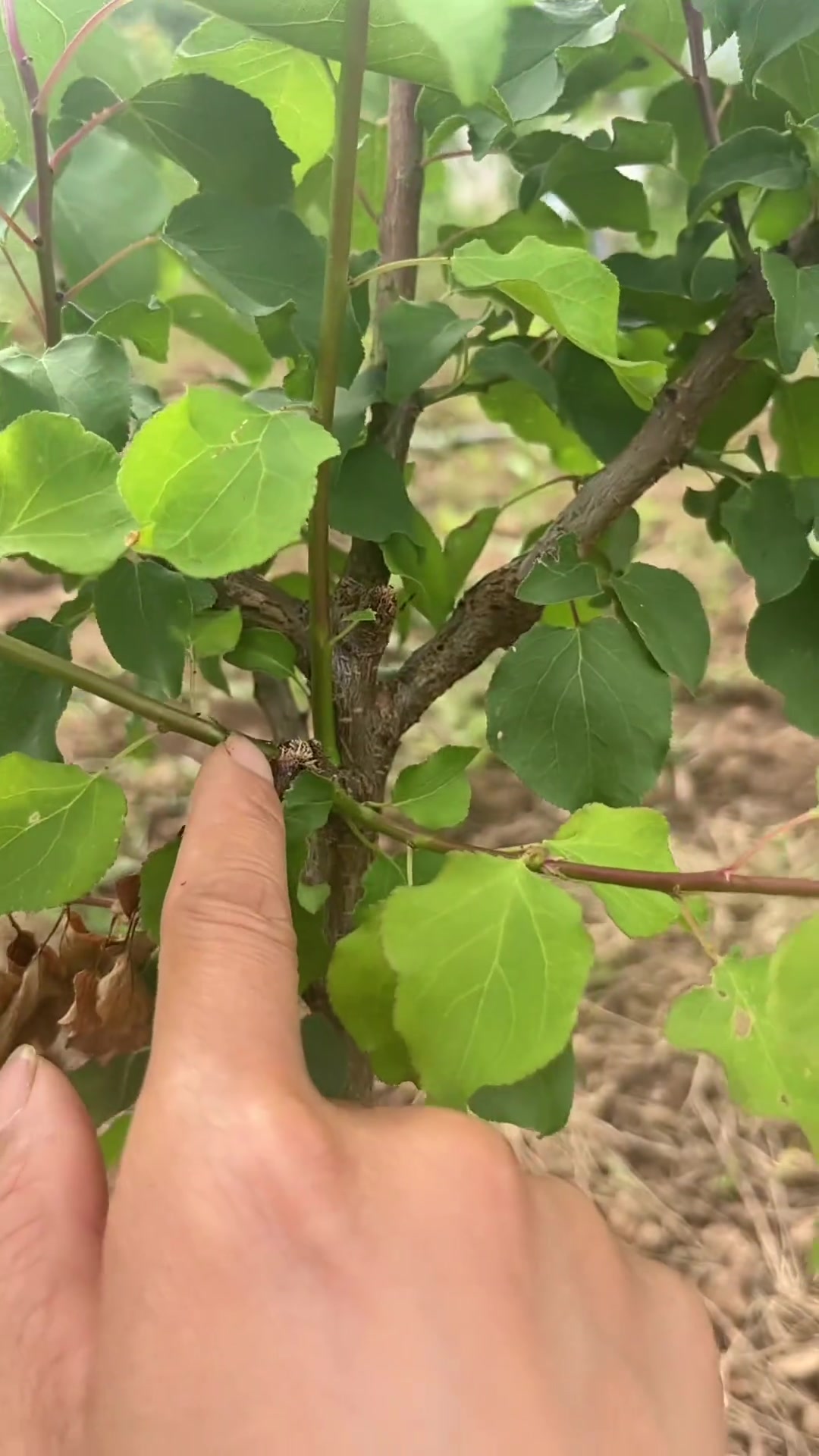 杏树夏季修剪手法别过重,重度短截有啥后果?