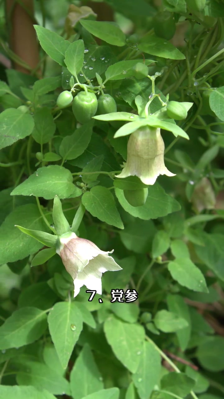 带你认识11种带参字的中草药植物