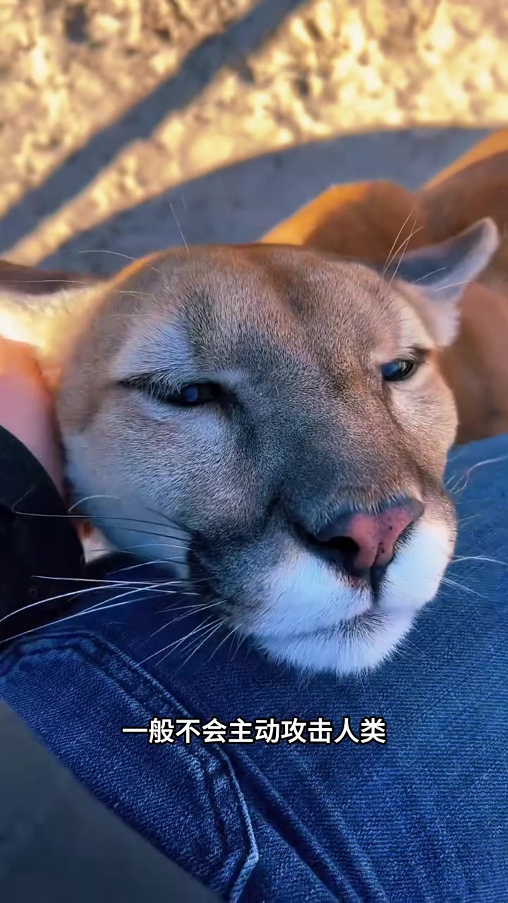 猫亚科最大的动物,美洲狮!动物科普 动物世界 美洲狮