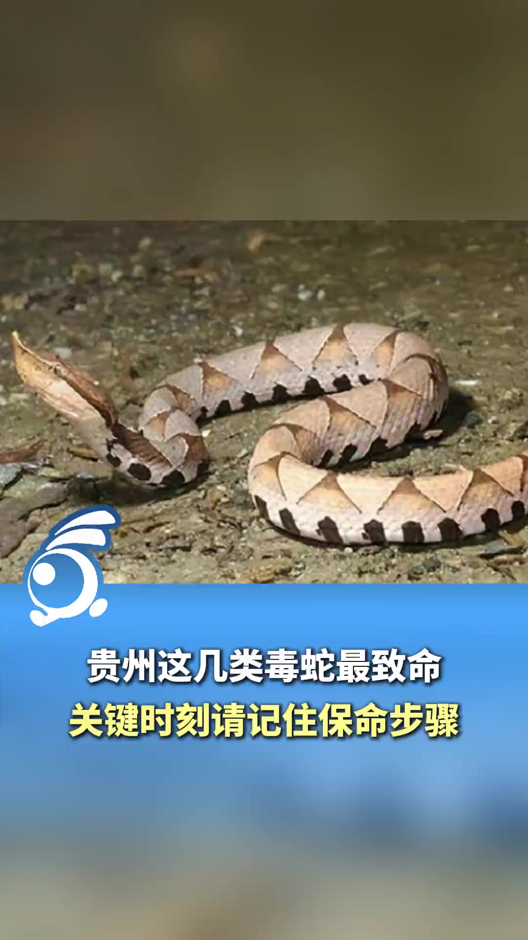 贵州这几类毒蛇最致命!关键时刻请记住保命步骤,方便医生救命!
