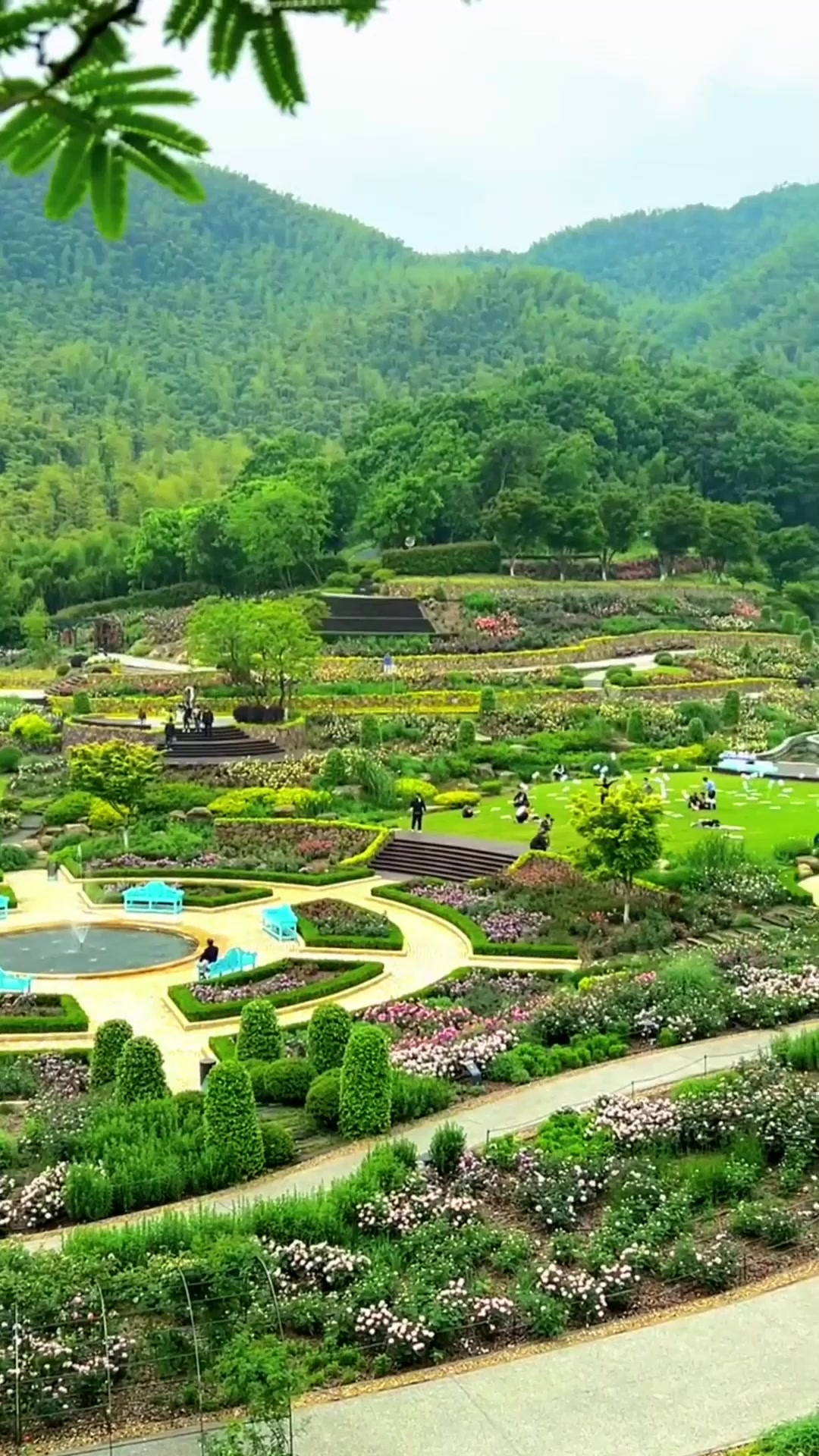 夏日旅游,既然去不了诗和远方那就去上渚山奥斯汀月季园吧!这里