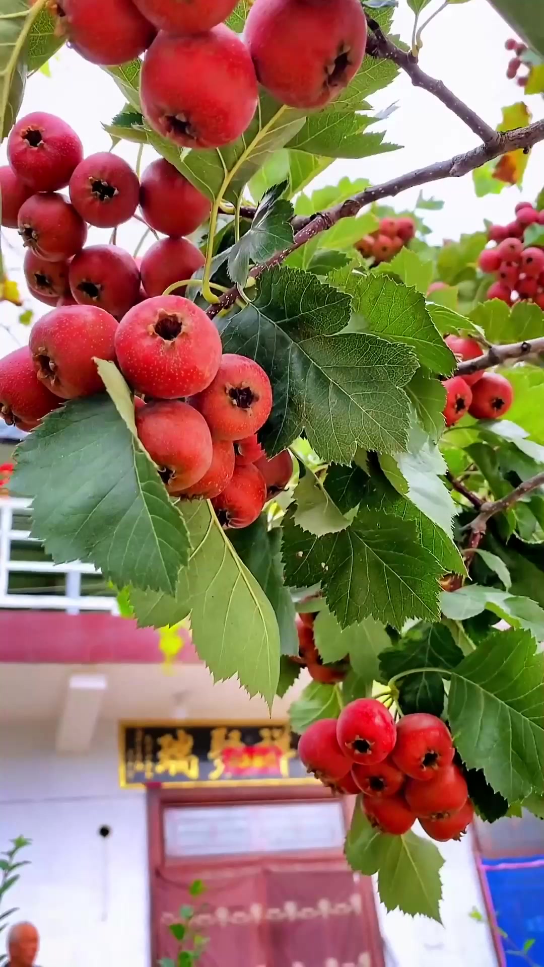 夏日旅游,庭院的山楂红了,深秋的天空成了它的背景,愿我们的生