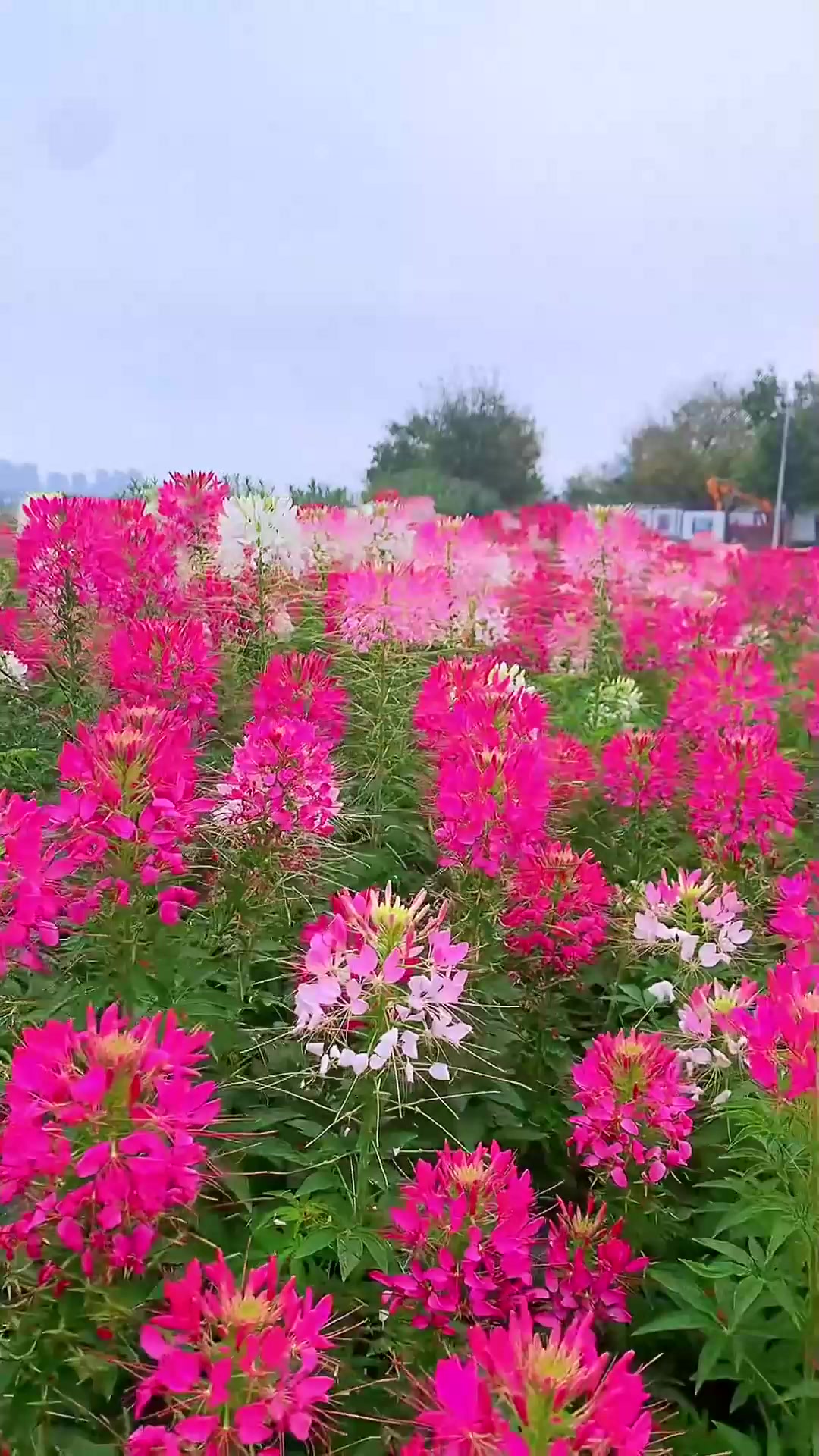 夏日旅游,最美的春日里邂逅醉美醉蝶花 海边公园的醉蝶花还