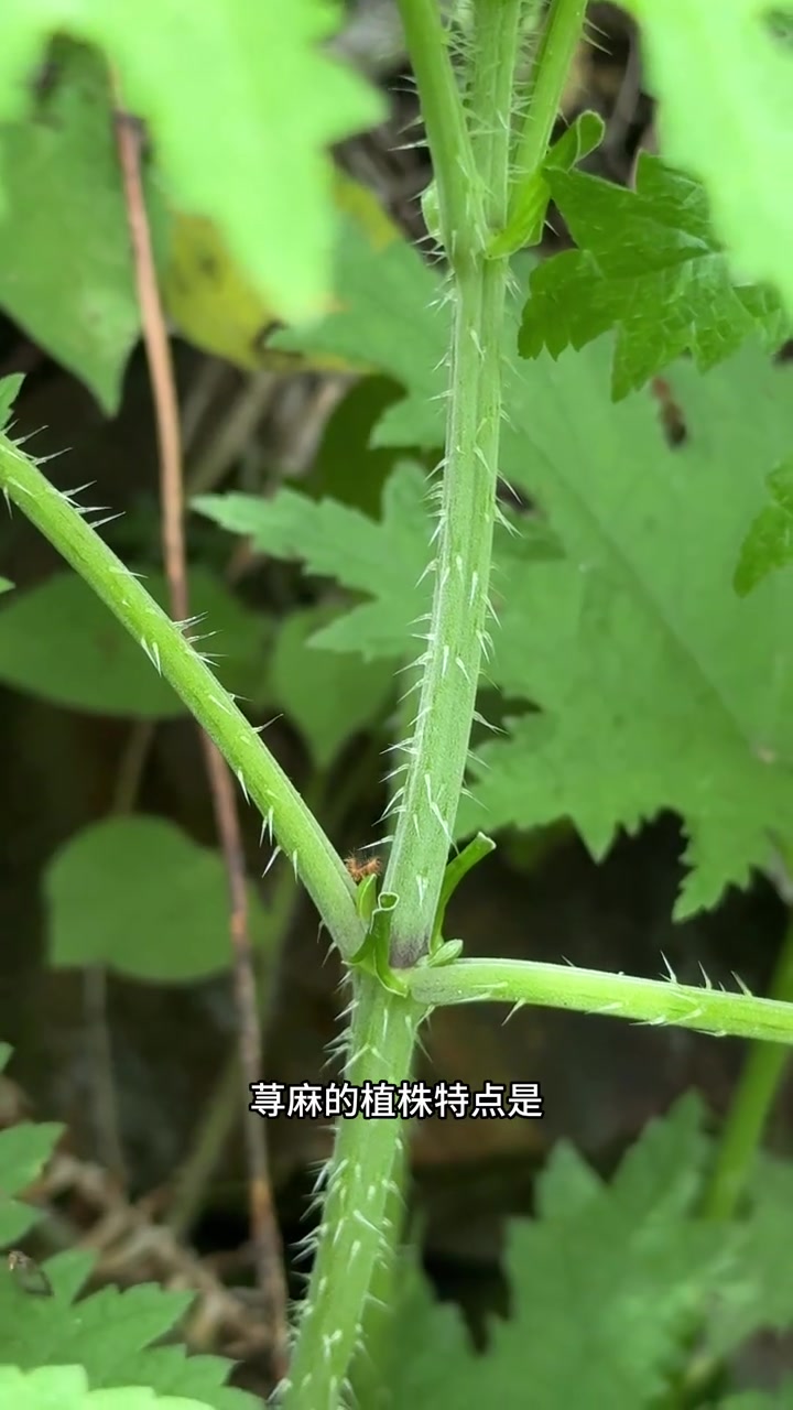 荨麻草野性生命力,带刺枝叶藏疗愈力量