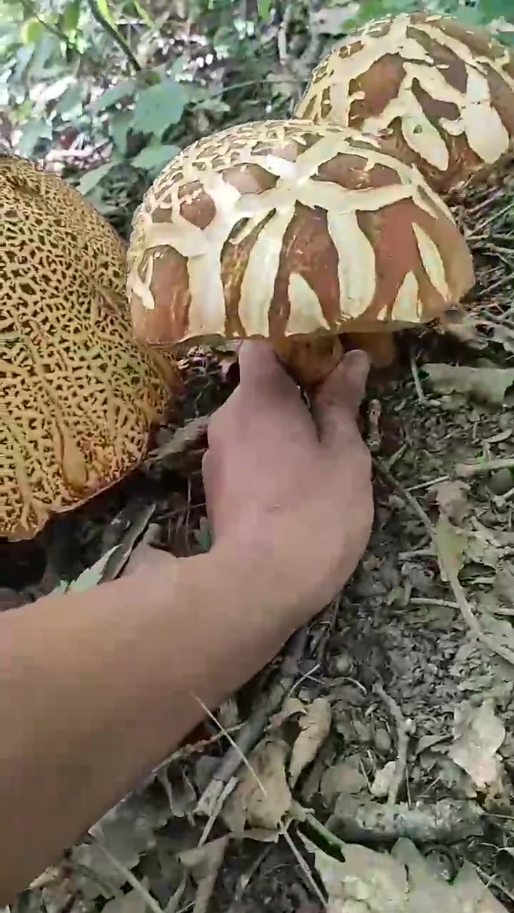 采蘑菇论坛,采蘑菇论坛下载 采蘑菇论坛,采蘑菇论坛下载