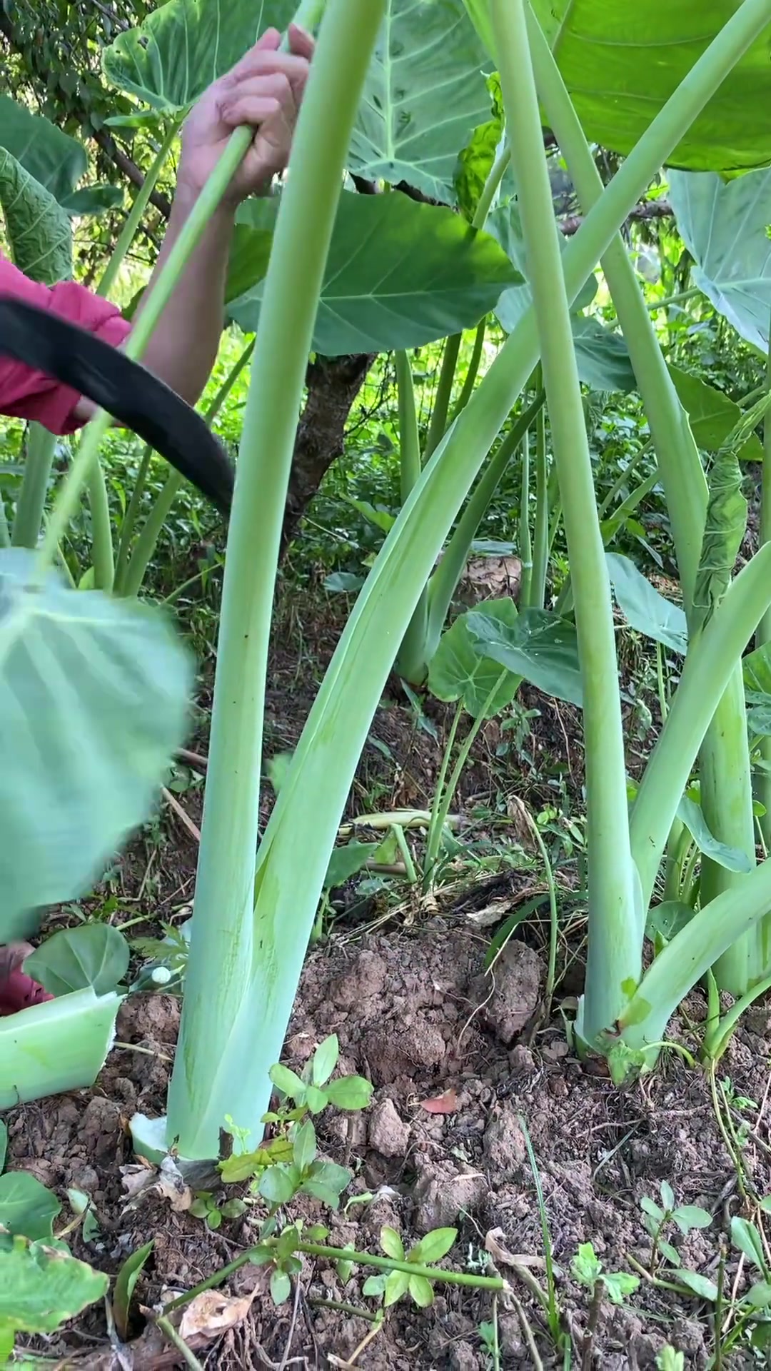 可以炒来吃的芋荷梗,酸辣开胃下饭下粥,农家风味美食