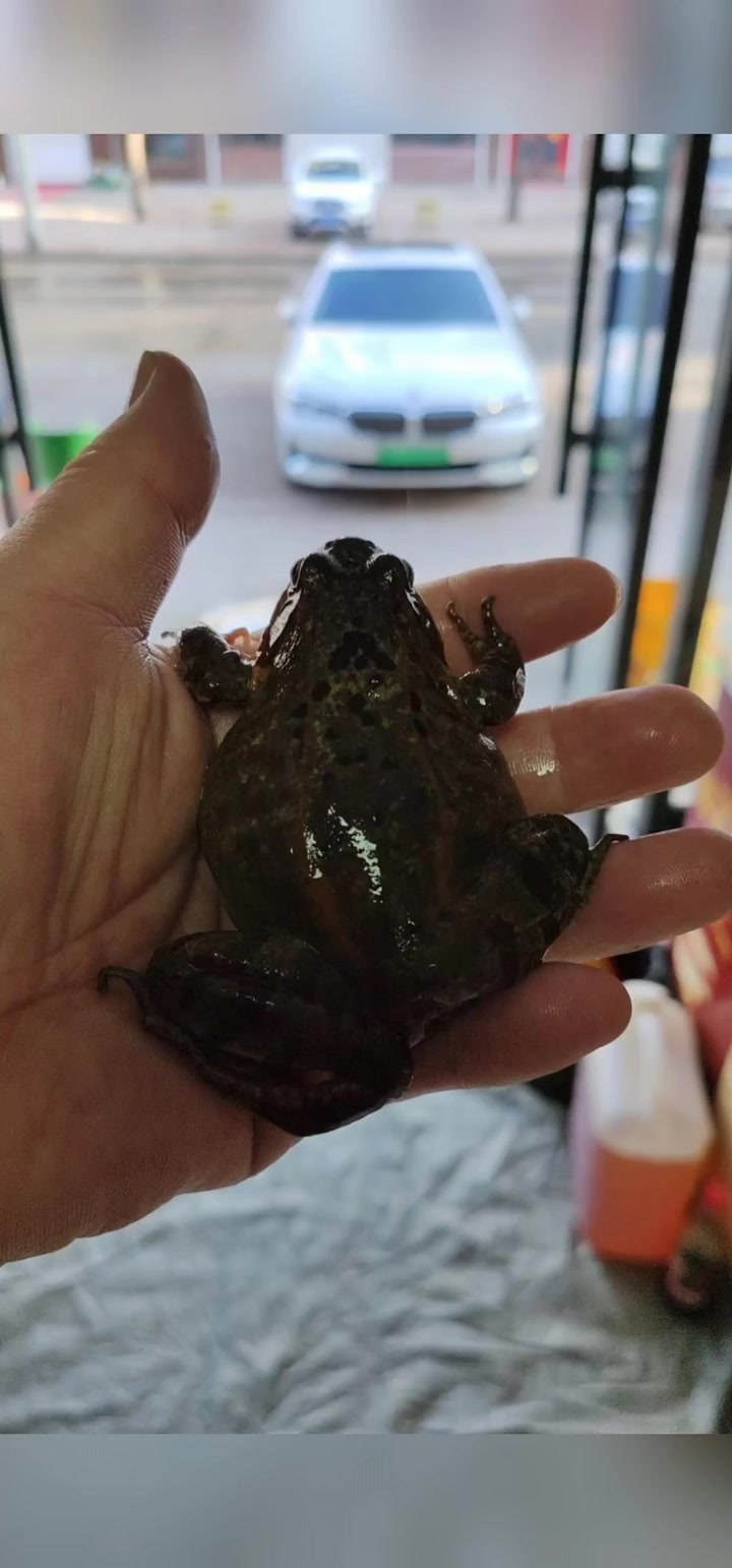 春季林蛙最美味!