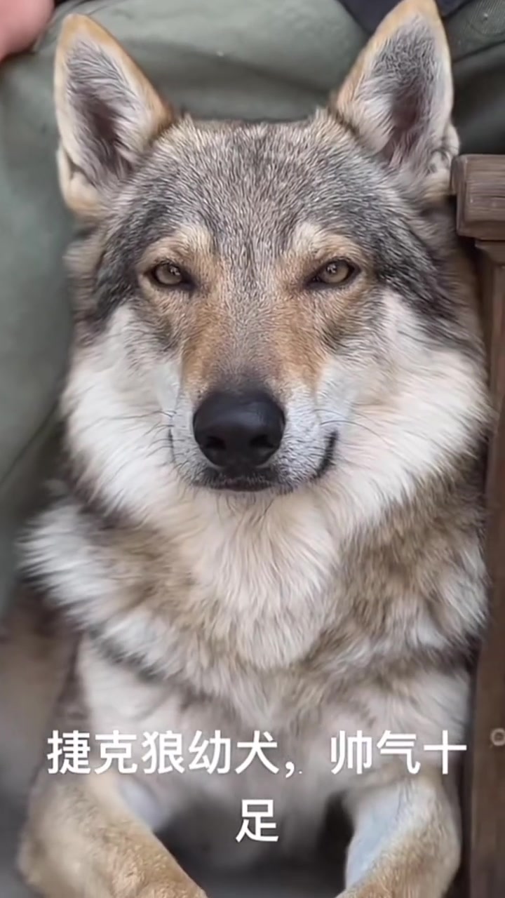 捷克狼犬全世界最像狼的狗
