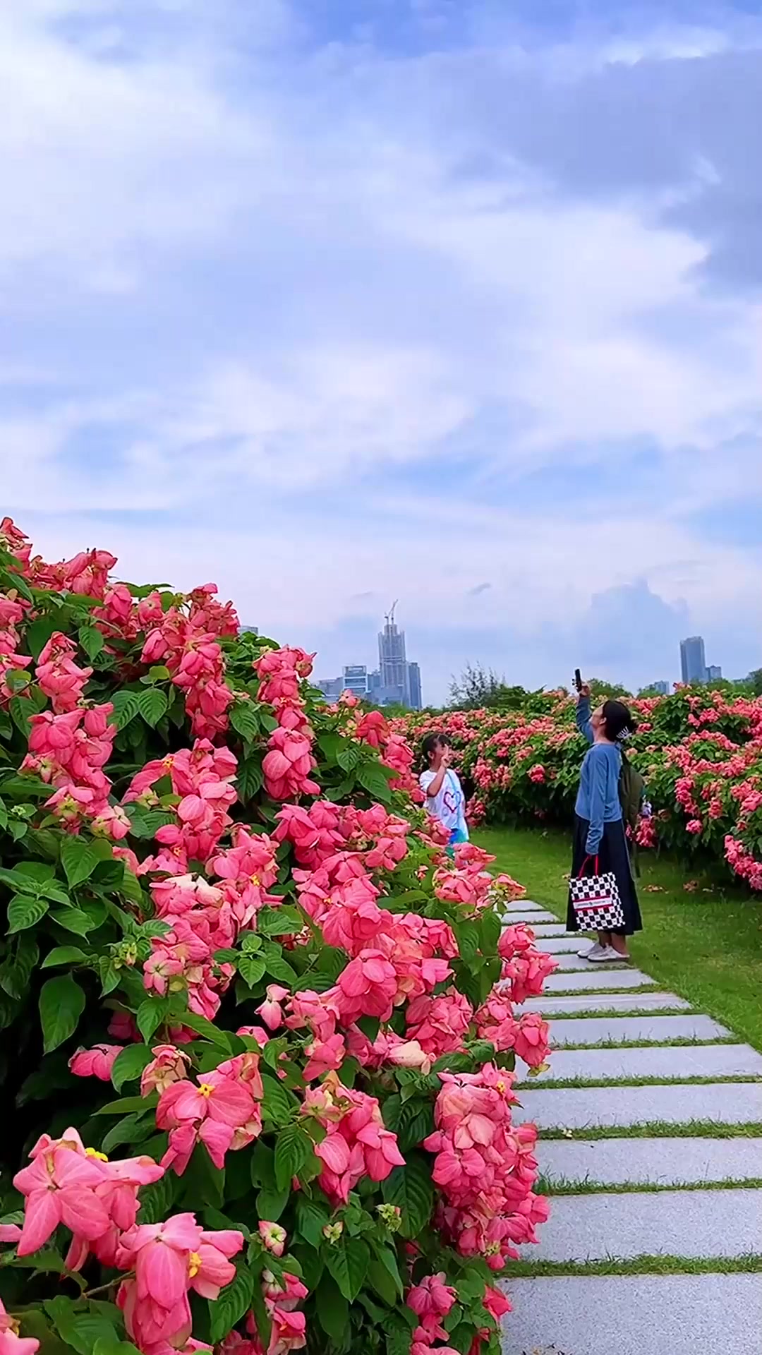 夏日旅游,深圳湾流花山公园的粉纸扇花海太美啦,就在人才公园旁