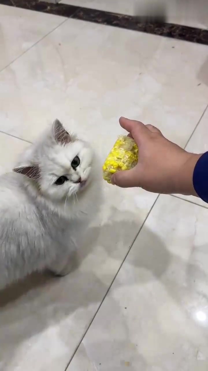 猫为什么喜欢吃玉米