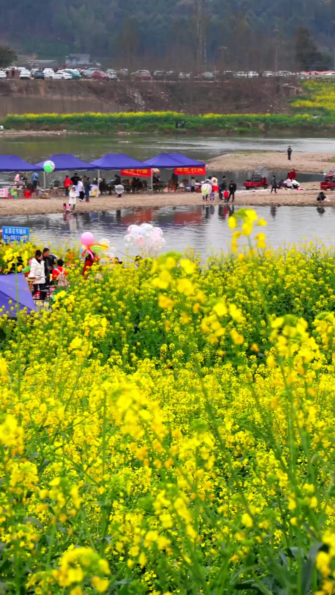 夏季旅游,邛崃两河村油菜花己到最佳观赏期!旅游推荐