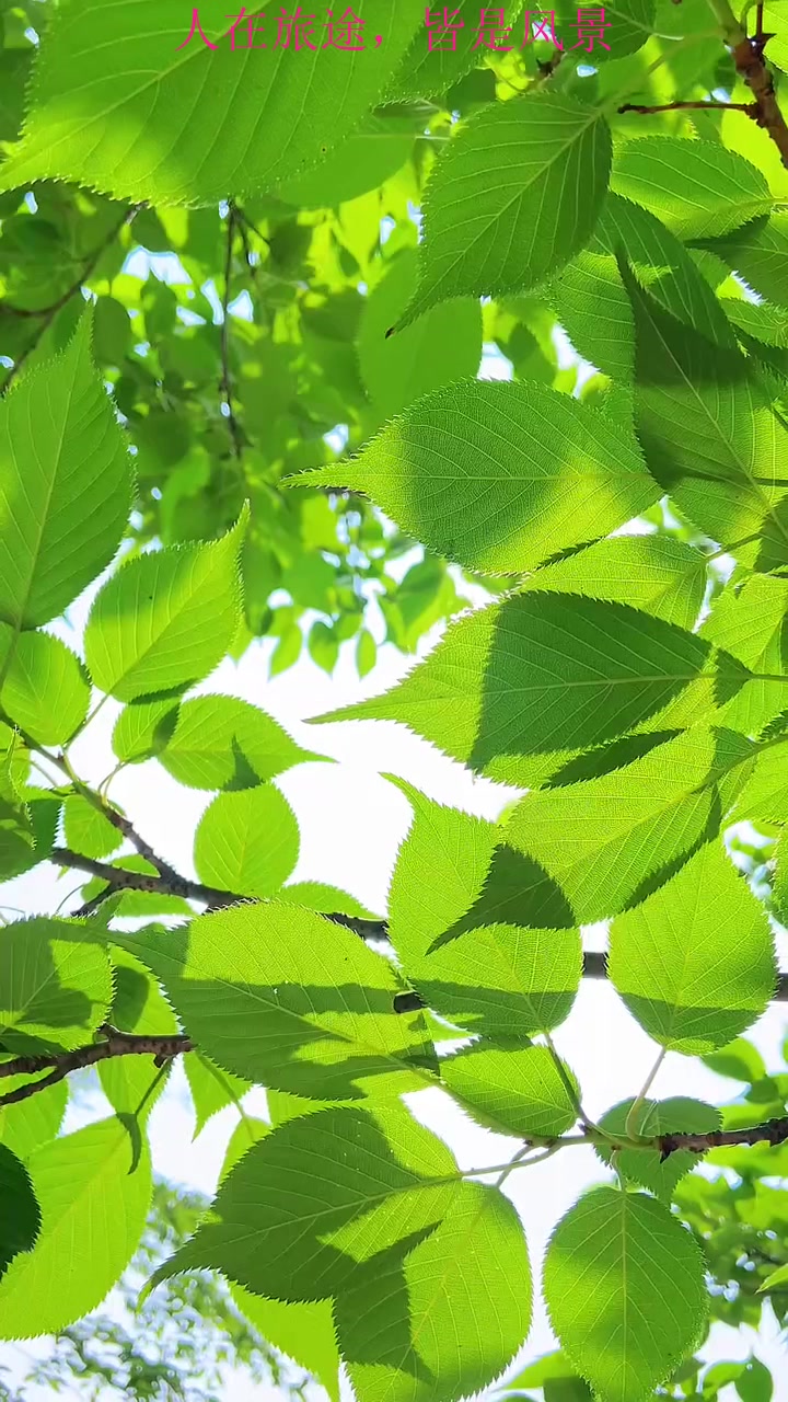 夏日旅行,慢慢会发现,你喜欢什么,什么就会治愈你.一片叶子的